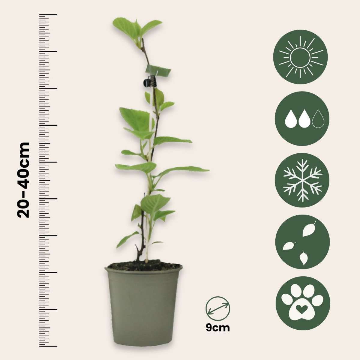 Kiwi fruit - 3 pcs. - Actinidia deliciosa 'Jenny' - Height 20-40cm - ⌀9cm