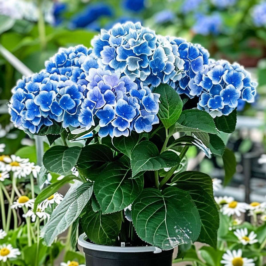 Hortensia - 3 pcs. - Hydrangea macrophylla 'Bavaria' - Height 25-40cm - ⌀9cm