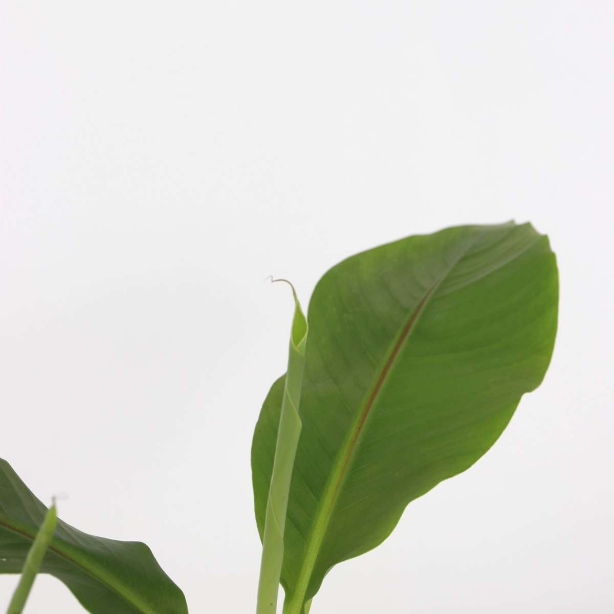 Hardy Banana - 2 pcs. - Musa basjoo - Height 25-40cm - ⌀9cm