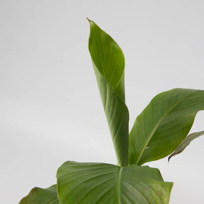 Hardy Banana - 2 pcs. - Musa basjoo - Height 25-40cm - ⌀9cm