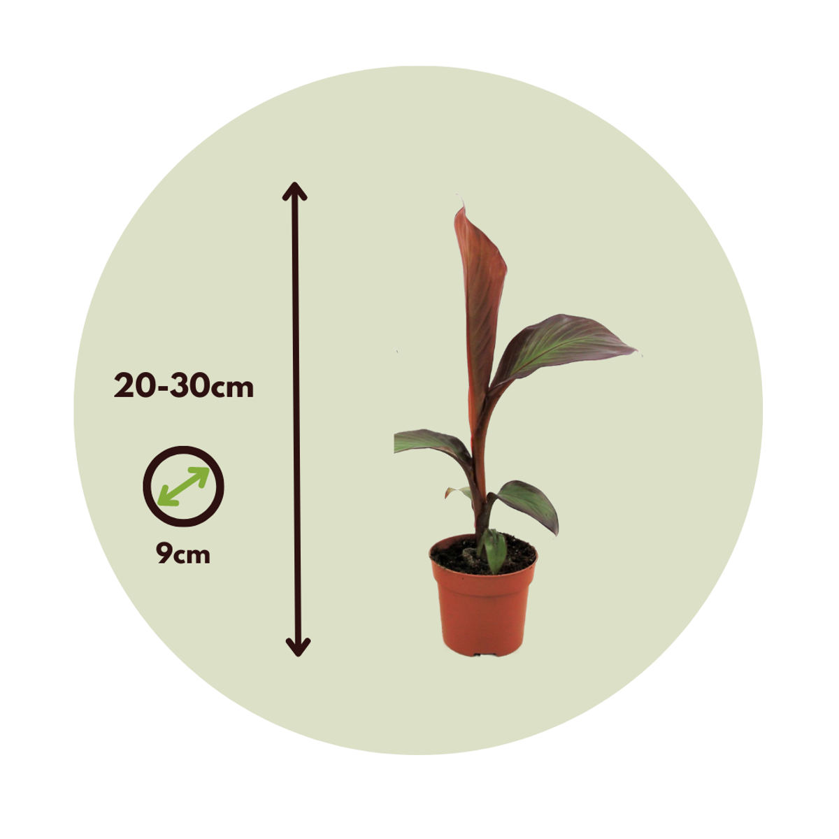Abyssinian Banana - 4 pcs. - Ensete ventricosum 'Maurelli' - H20-30cm - ⌀9cm