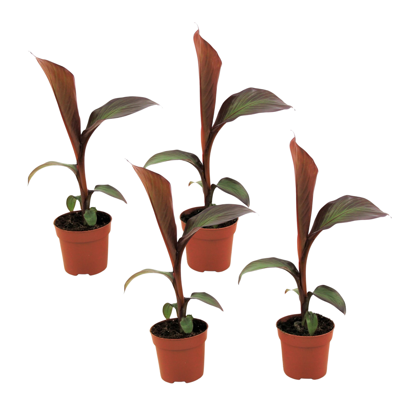 Abyssinian Banana - 4 pcs. - Ensete ventricosum 'Maurelli' - H20-30cm - ⌀9cm