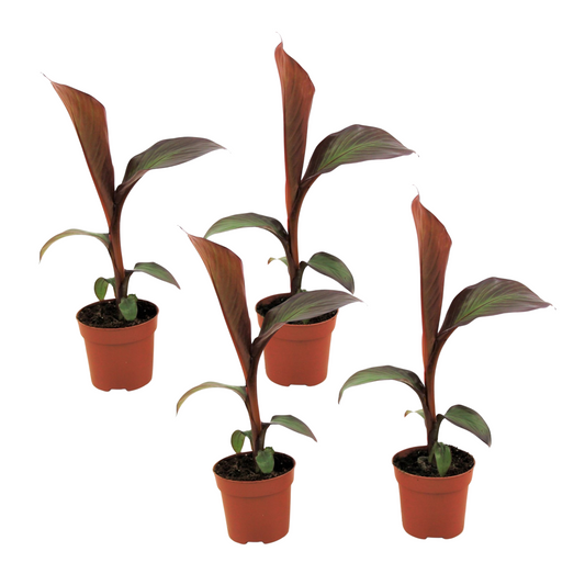 Abyssinian Banana - 4 pcs. - Ensete ventricosum 'Maurelli' - H20-30cm - ⌀9cm