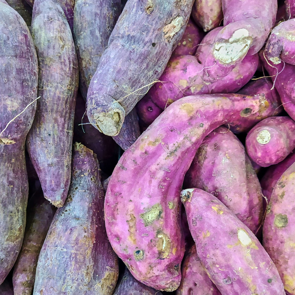 Sweet Potato - 3 pcs. - Ipomoea batatas - Height 10-15cm - ⌀10,5cm