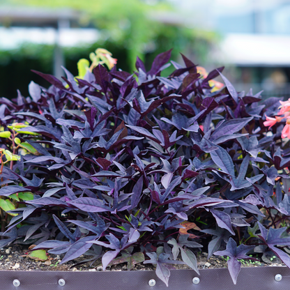 Sweet Potato - 3 pcs. - Ipomoea batatas - Height 10-15cm - ⌀10,5cm