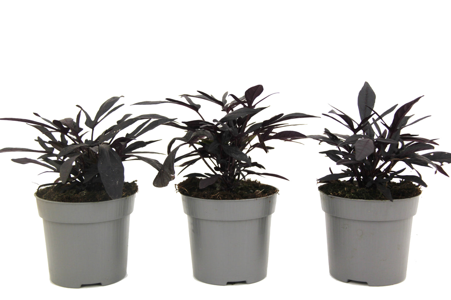 Sweet Potato - 3 pcs. - Ipomoea batatas - Height 10-15cm - ⌀10,5cm