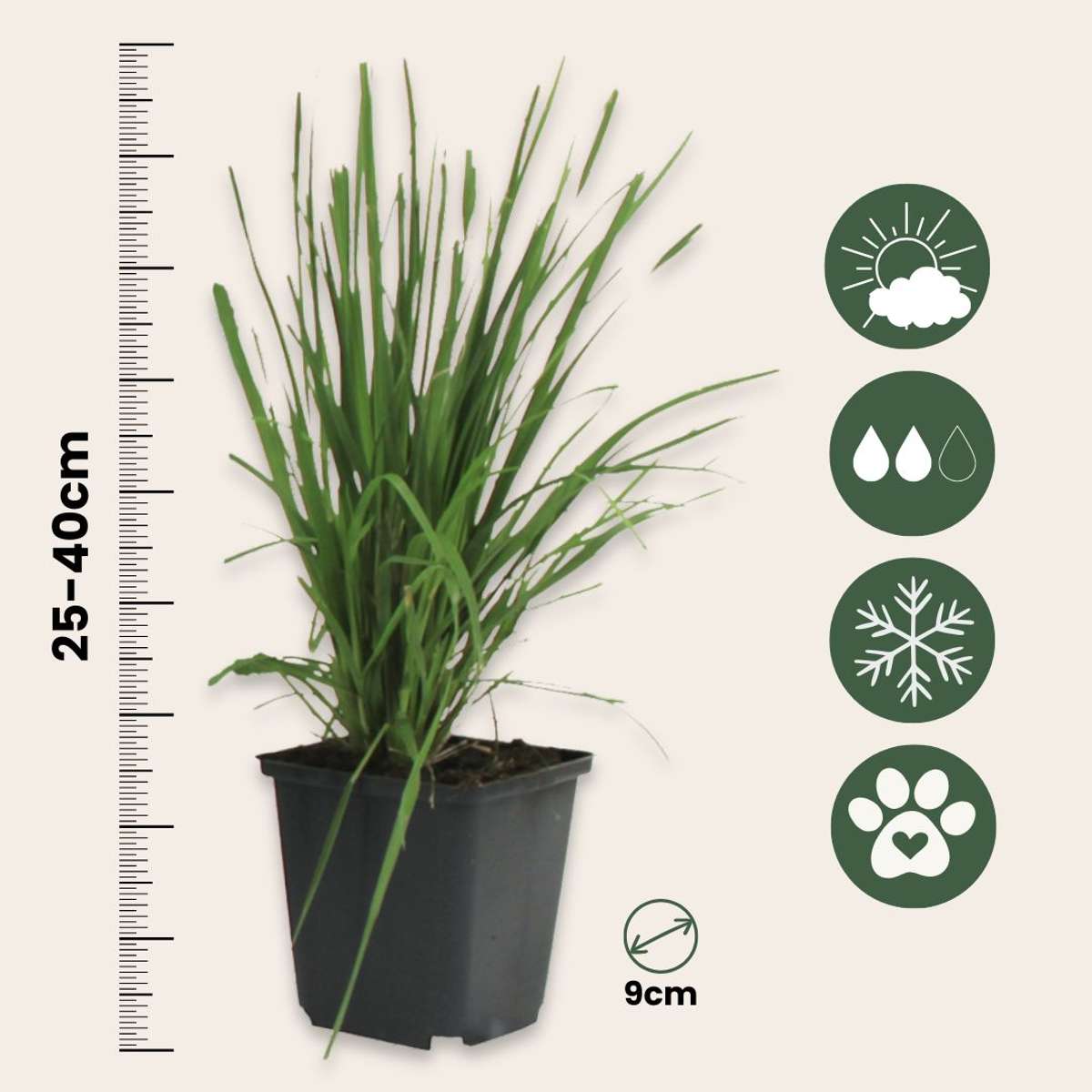 Pampasgrass - 6 pcs. - Cortaderia selloana - Height 25-40cm - ⌀9cm