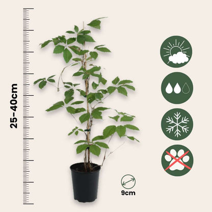Virginia creeper - 6 pcs. - Parthenocissus quinquefolia - Height 25-40cm - ⌀9cm