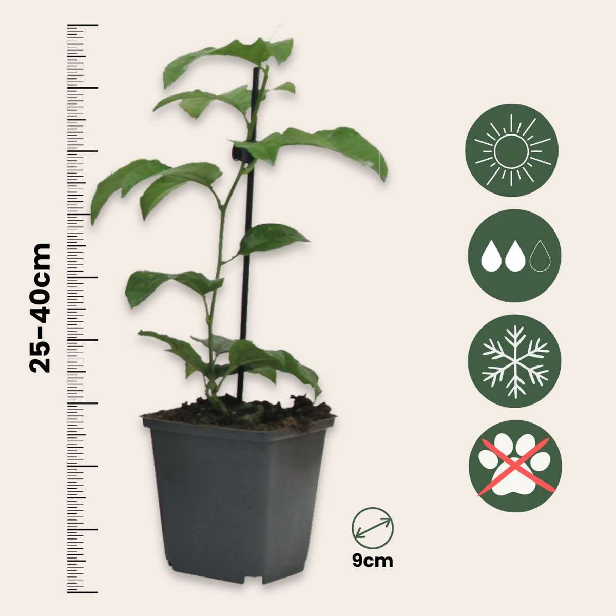 Passion Flower - 6 pcs. - Passiflora hybridum - Height 25-40cm - ⌀9cm