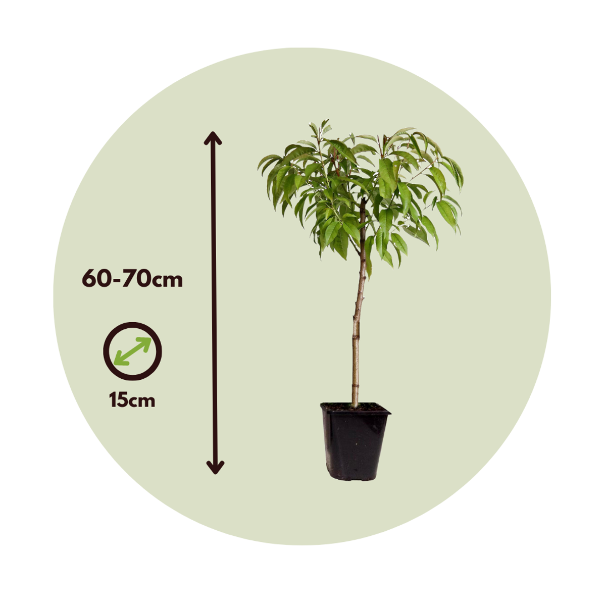 Peach Tree - 2 pcs. - Prunus 'Bonanza' - Height 60-70cm - ⌀15cm