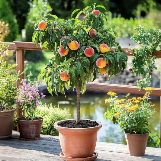 Peach Tree - 2 pcs. - Prunus Bonanza, Saturne - Height 60-70cm - ⌀15cm