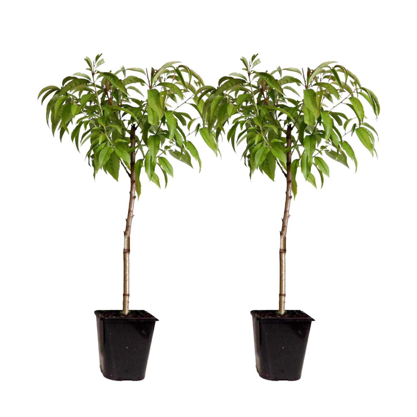 Peach Tree - 2 pcs. - Prunus Bonanza, Saturne - Height 60-70cm - ⌀15cm