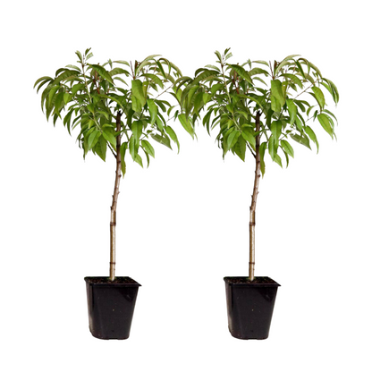 Peach Tree - 2 pcs. - Prunus Bonanza, Saturne - Height 60-70cm - ⌀15cm