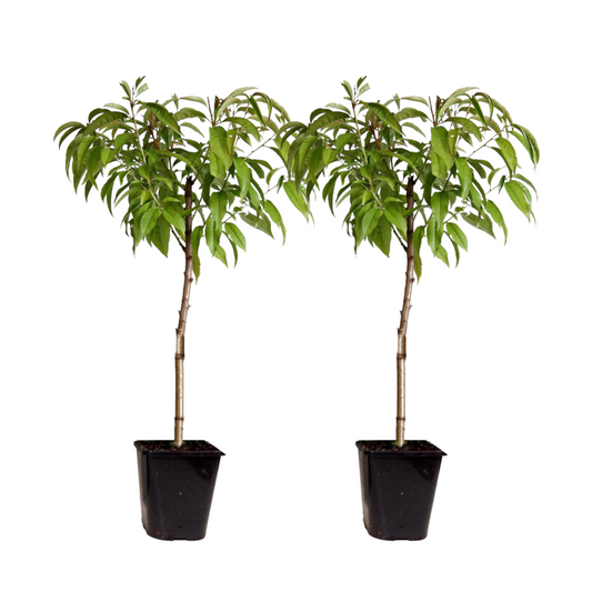 Peach Tree - 2 pcs. - Prunus Bonanza, Saturne - Height 60-70cm - ⌀15cm