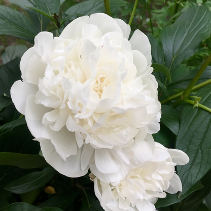 Peony - 6 pcs. - Paeonia officinalis - Height 0-40cm - ⌀9cm