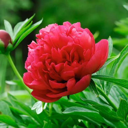 Peony - 3 pcs. - Paeonia officinalis 'Rubra Plena' - Height 0-40cm - ⌀9cm