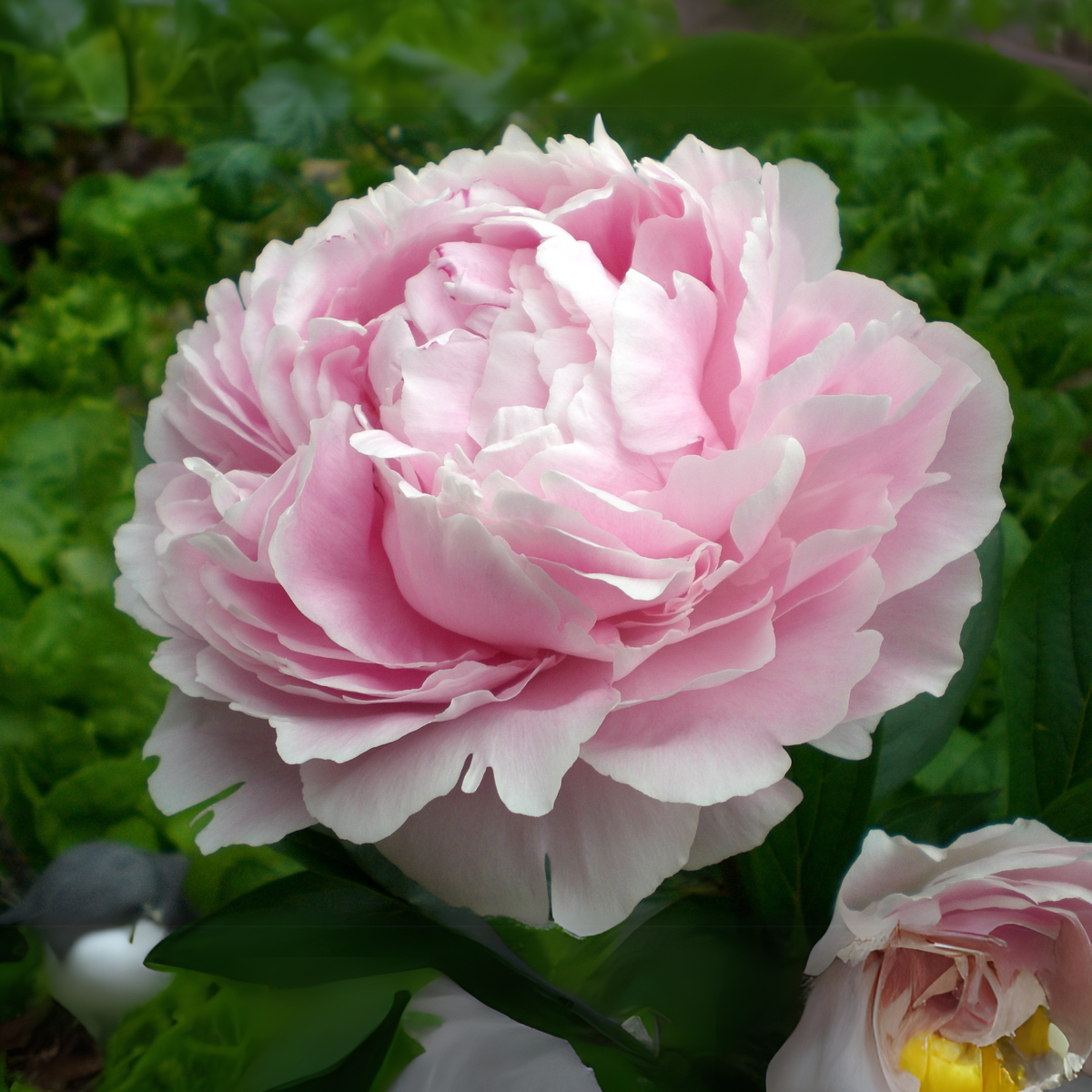 Peony - 3 pcs. - Peaonia officinalis 'Sarah Bernhardt' - Height 0-40cm - ⌀9cm