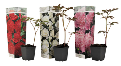 Peony - 3 pcs. - Paeonia officinalis - Height 0-40cm - ⌀9cm