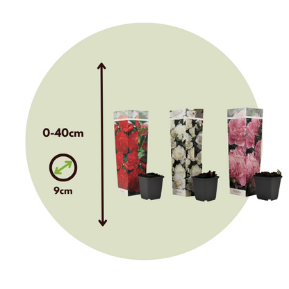 Peony - 6 pcs. - Paeonia officinalis - Height 0-40cm - ⌀9cm