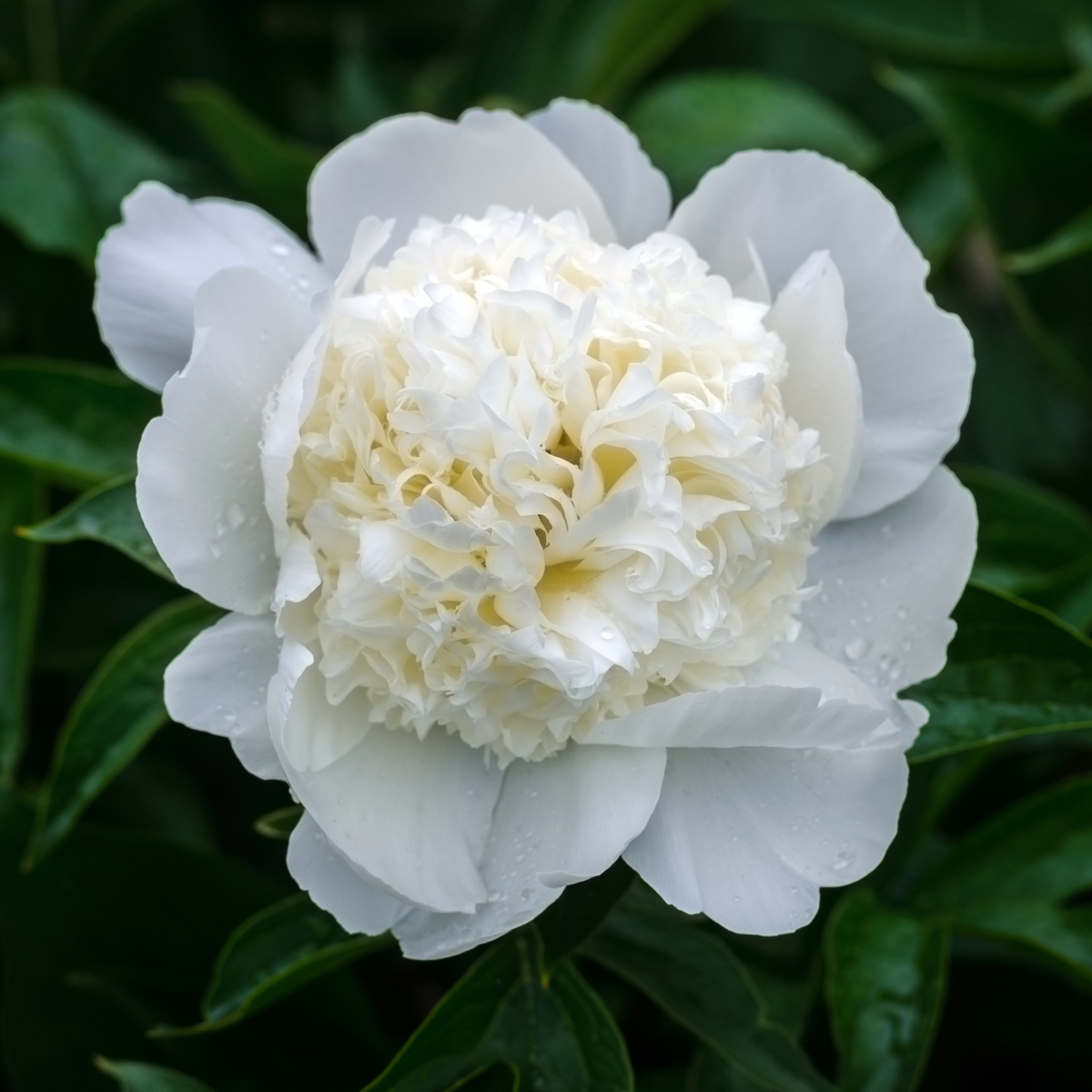 Peony - 3 pcs. - Paeonia officinalis 'Duchesse Nemours' - Height 0-40cm - ⌀9cm