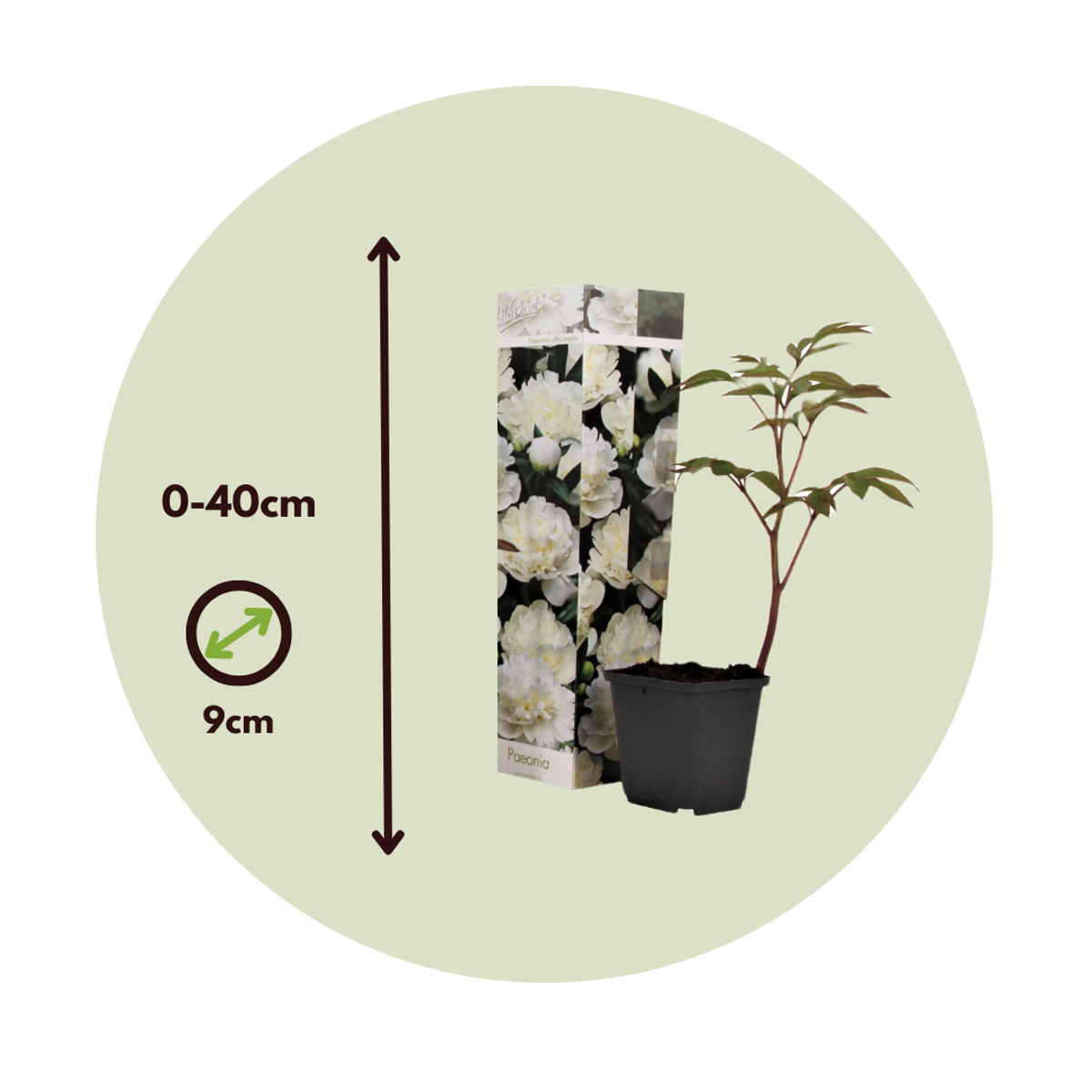 Peony - 3 pcs. - Paeonia officinalis 'Duchesse Nemours' - Height 0-40cm - ⌀9cm