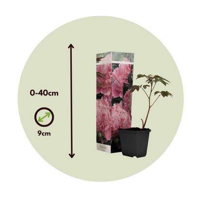 Peony - 3 pcs. - Peaonia officinalis 'Sarah Bernhardt' - Height 0-40cm - ⌀9cm