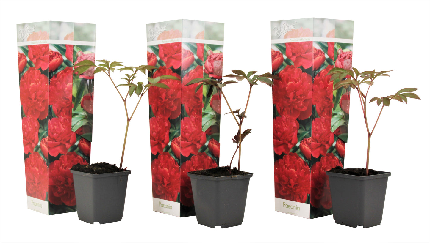 Peony - 3 pcs. - Paeonia officinalis 'Rubra Plena' - Height 0-40cm - ⌀9cm