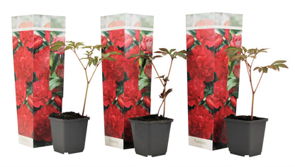 Peony - 3 pcs. - Paeonia officinalis 'Rubra Plena' - Height 0-40cm - ⌀9cm