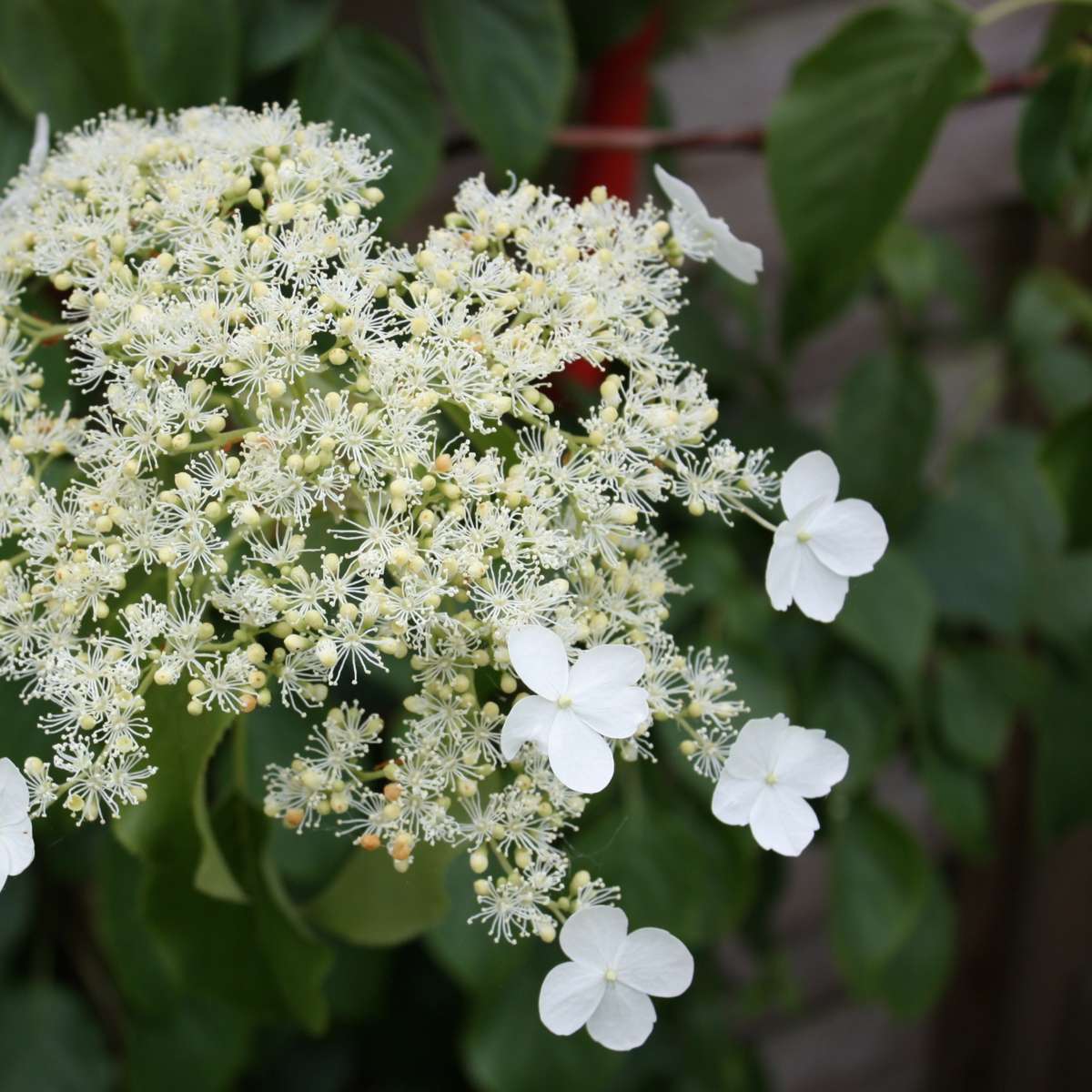 Hortensia - 3 pcs. - Hydrangea anomale petiolaris - Height 25-40cm - ⌀9cm