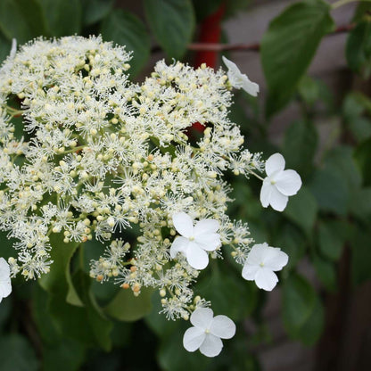 Hortensia - 3 pcs. - Hydrangea anomale petiolaris - Height 25-40cm - ⌀9cm