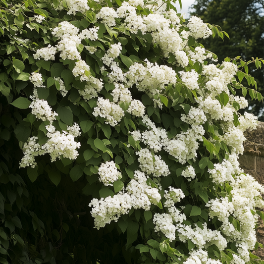 Hortensia - 3 pcs. - Hydrangea anomale petiolaris - Height 25-40cm - ⌀9cm