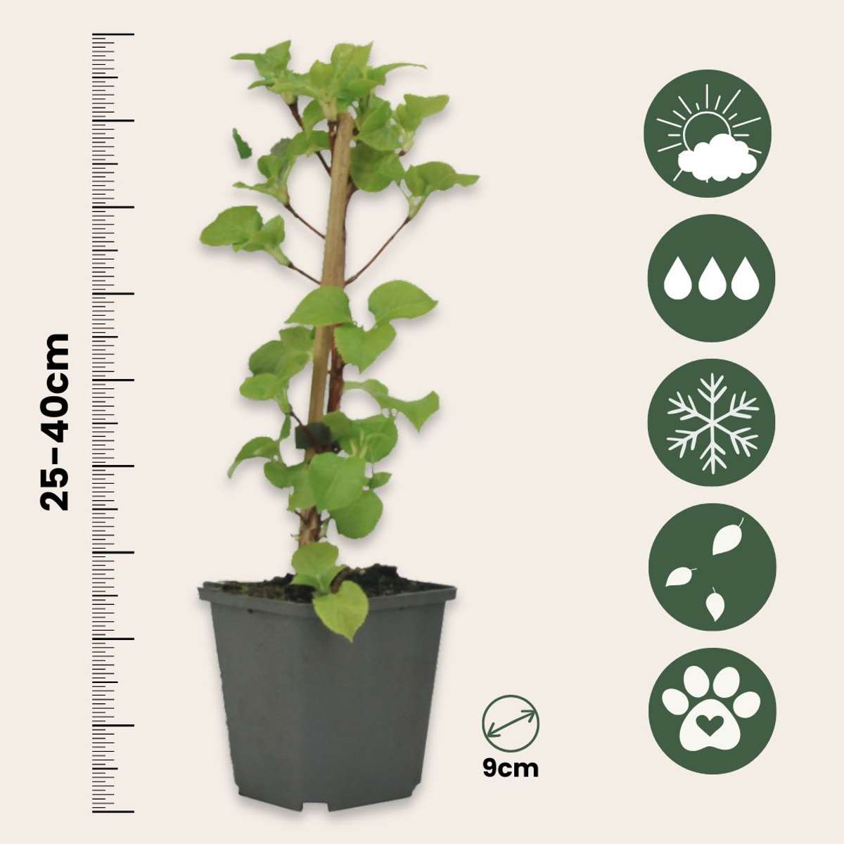 Hortensia - 3 pcs. - Hydrangea anomale petiolaris - Height 25-40cm - ⌀9cm