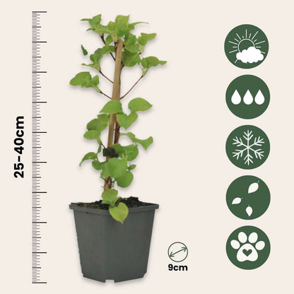 Hortensia - 3 pcs. - Hydrangea anomale petiolaris - Height 25-40cm - ⌀9cm