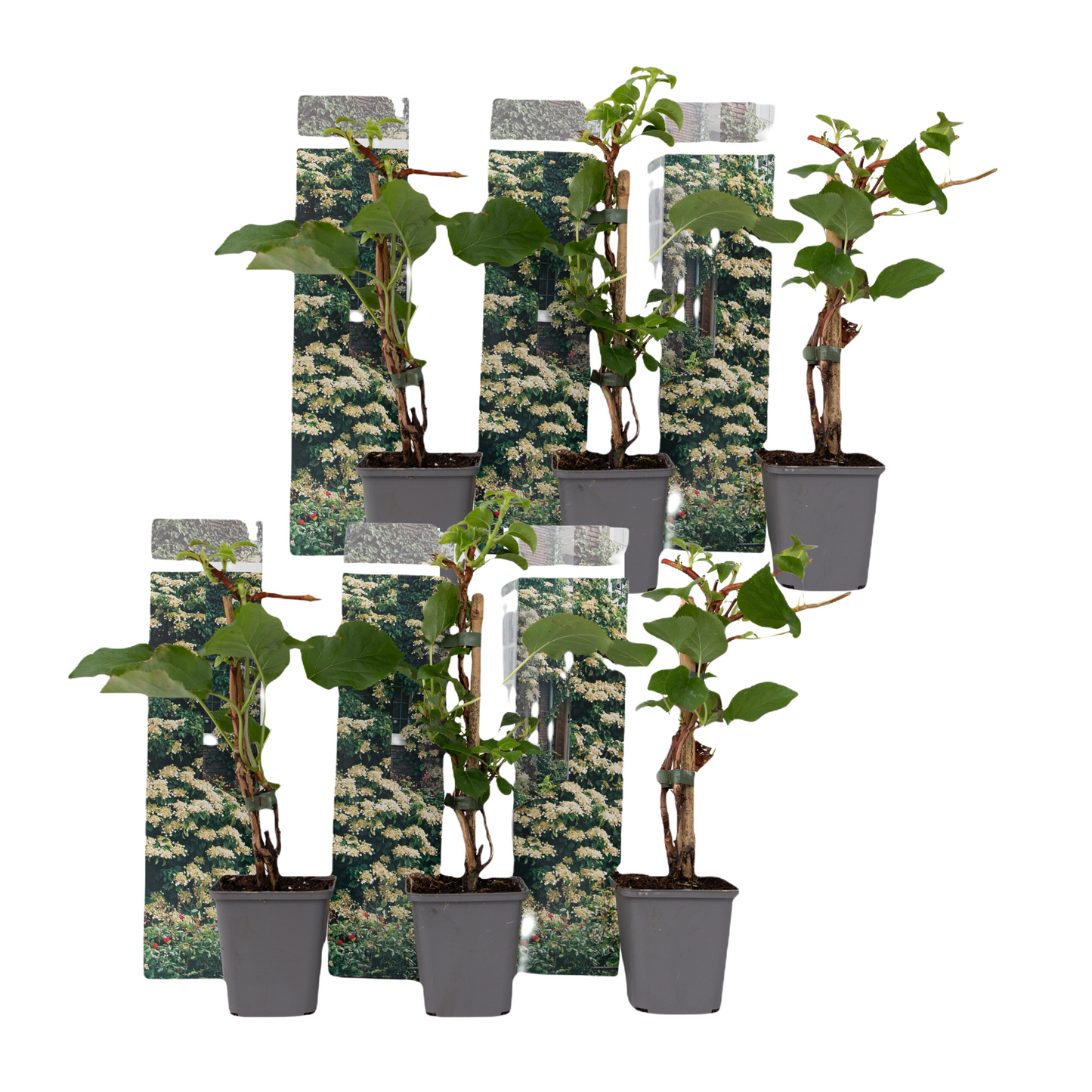 Hortensia - 6 pcs. - Hydrangea anomale petiolaris - Height 25-40cm - ⌀9cm
