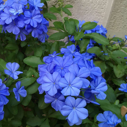Cape leadwort - 3 pcs. - Plumbago auriculata - Height 25-40cm - ⌀9cm