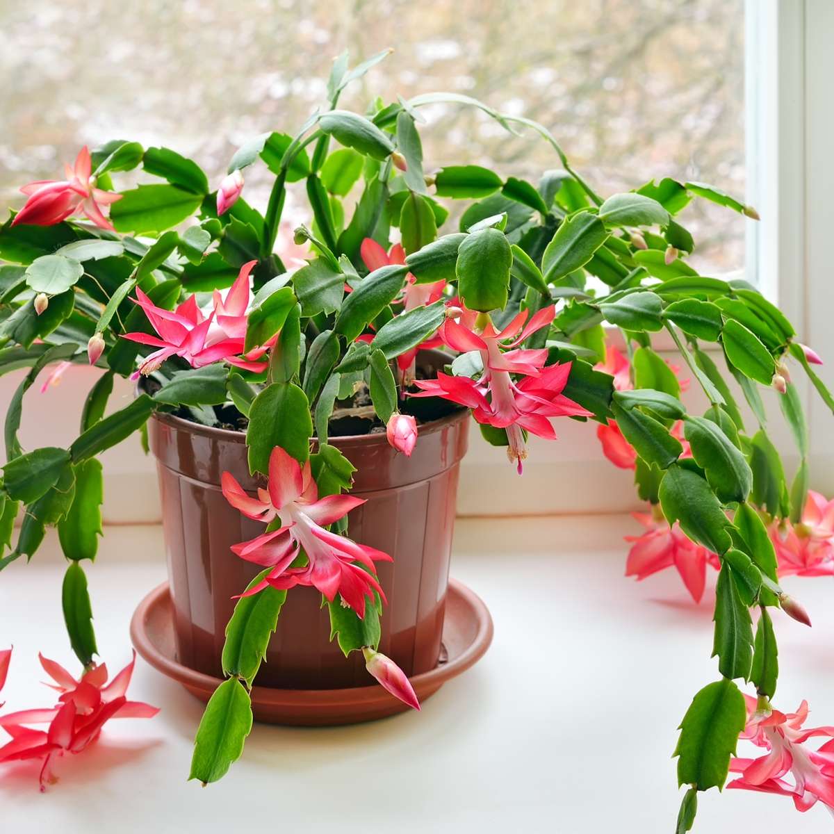 Crab Cactus - 6 pcs. - Schlumbergera 'Tricolor' - Height 15-25cm - ⌀9cm