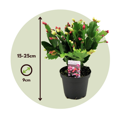 Crab Cactus - 3 pcs. - Schlumbergera 'Tricolor' - Height 15-25cm - ⌀9cm