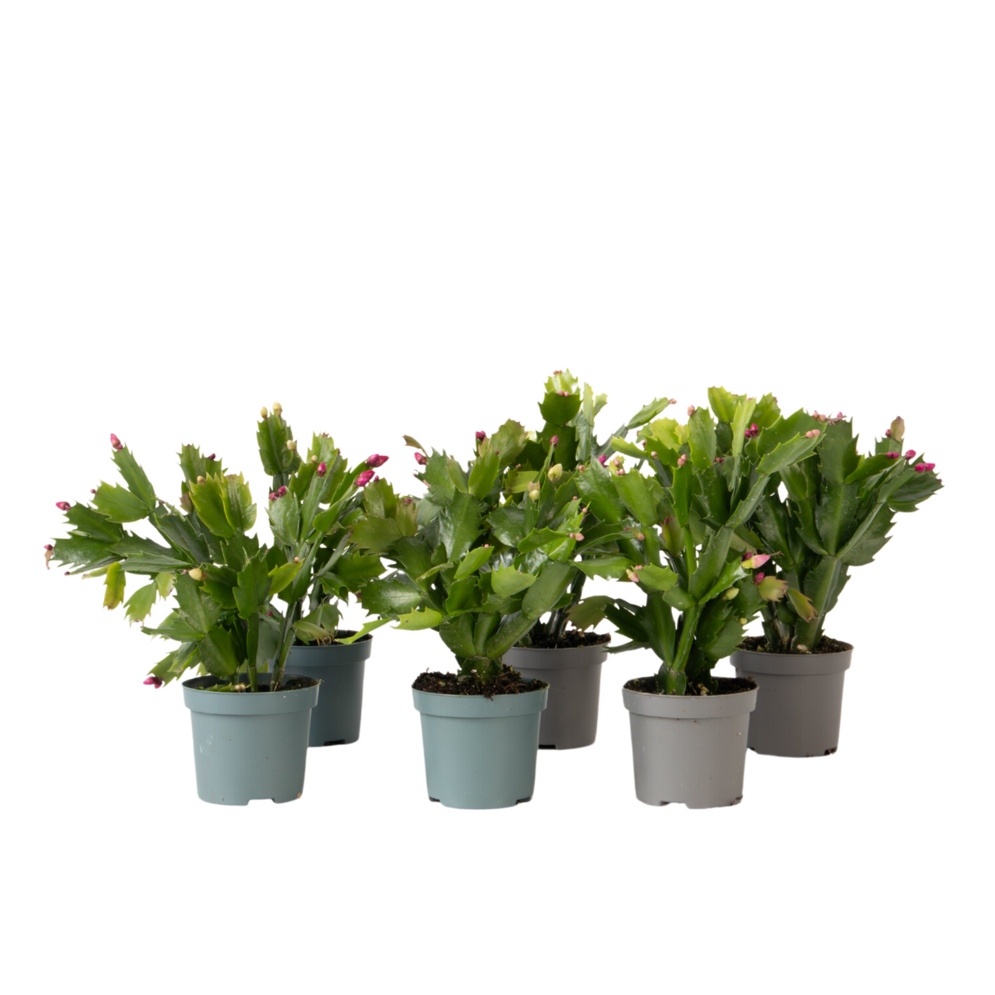 Crab Cactus - 6 pcs. - Schlumbergera 'Tricolor' - Height 15-25cm - ⌀9cm