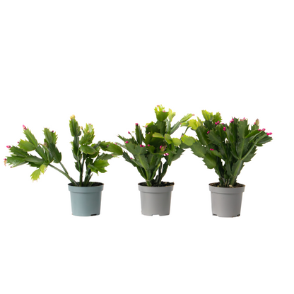 Crab Cactus - 3 pcs. - Schlumbergera 'Tricolor' - Height 15-25cm - ⌀9cm