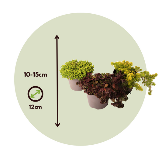 Stonecrop - 9 pcs. - Sedum reflexum - Height 10-15cm - ⌀12cm