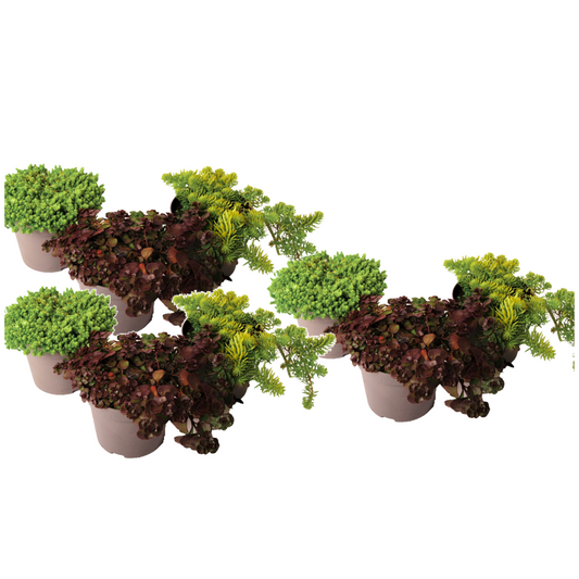 Stonecrop - 9 pcs. - Sedum reflexum - Height 10-15cm - ⌀12cm