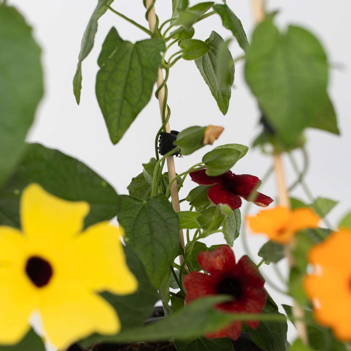 Black-eyed Susan Vine - 3 pcs. - Thunbergia alata - Height 25-40cm - ⌀9cm