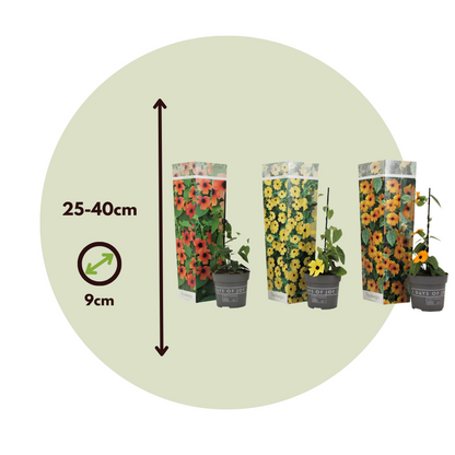 Black-eyed Susan Vine - 3 pcs. - Thunbergia alata - Height 25-40cm - ⌀9cm