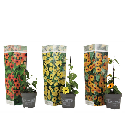 Black-eyed Susan Vine - 3 pcs. - Thunbergia alata - Height 25-40cm - ⌀9cm
