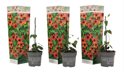 Black-eyed Susan Vine - 3 pcs. - Thunbergia 'Arizona Red' - H25-40cm - ⌀9cm