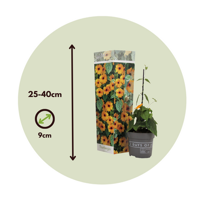 Black-eyed Susan Vine - 3 pcs. - Thunbergia 'New Orange' - H25-40cm - ⌀9cm