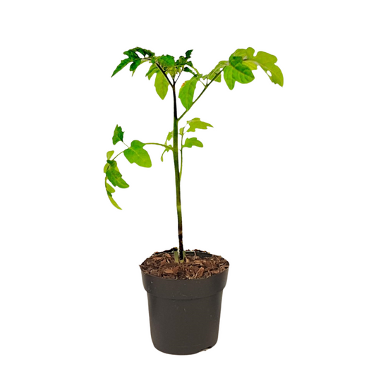 Tomato-Potato Plant - Solanum 'Tomtato' - Height 25-40cm - ⌀10,5cm