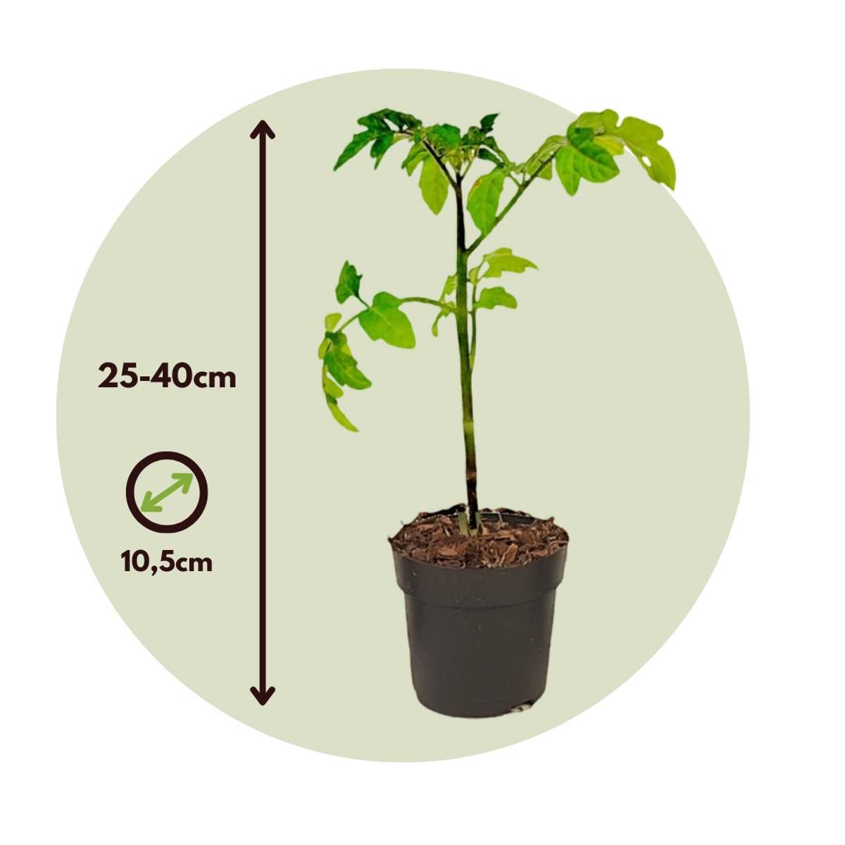 Tomato-Potato Plant - Solanum 'Tomtato' - Height 25-40cm - ⌀10,5cm