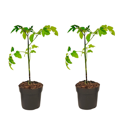 Tomato-Potato Plant - 2 pcs. - Solanum 'Tomtato' - Height 25-40cm - ⌀10,5cm