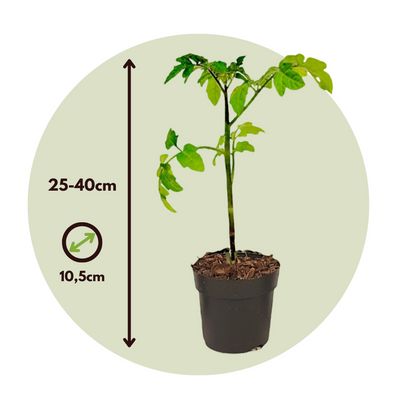 Tomato-Potato Plant - 2 pcs. - Solanum 'Tomtato' - Height 25-40cm - ⌀10,5cm